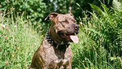 Špatná pověst: 5 psích plemen, kterých se lidé neprávem bojí