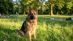 Přirození ochránci: 6 plemen psů, která chrání i bez povelu