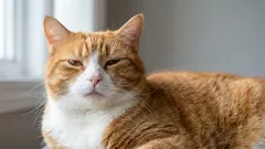 Pamatuje si kočka, co se stalo včera – nebo žije jen v přítomnosti?