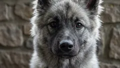 Vyvracíme mýty: 9 psích mýtů, kterým je čas přestat věřit