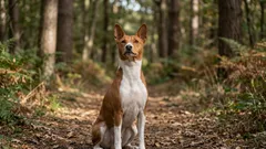 Tiší společníci: 10 nejtišších plemen psů, která svým štěkotem nepřivedou sousedy k šílenství