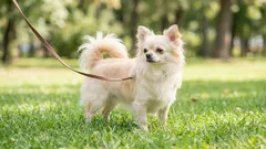 5 psích plemen pro ženy: povaha, péče a reálný život