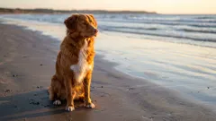 Velcí společenští psi: žebříček top 5 plemen