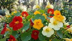 7 užitečných tipů pro zdravější rostliny na balkoně i na zahradě