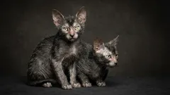 Vzácná kočičí plemena: 5 úžasných druhů, o kterých jste nejspíš nikdy neslyšeli