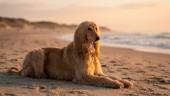 8 náročných psích plemen: drahá na peníze i na nervy