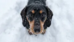 Proč je psům v zimě zima: Praktický průvodce, jak ochránit svého mazlíčka před chladem