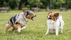 Nekárejte ho – bojí se! Proč pes štěká na jiné psy a co s tím krok za krokem