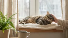 Proč kočky milují hlazení: Kompletní průvodce „mapou rozkoše“ a třemi zakázanými zónami